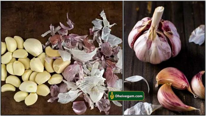 garlic2