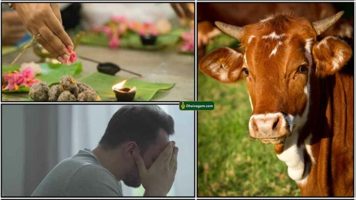 pithru-cow-sad
