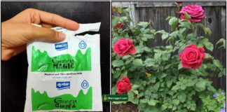 milk-packet-rose-plant