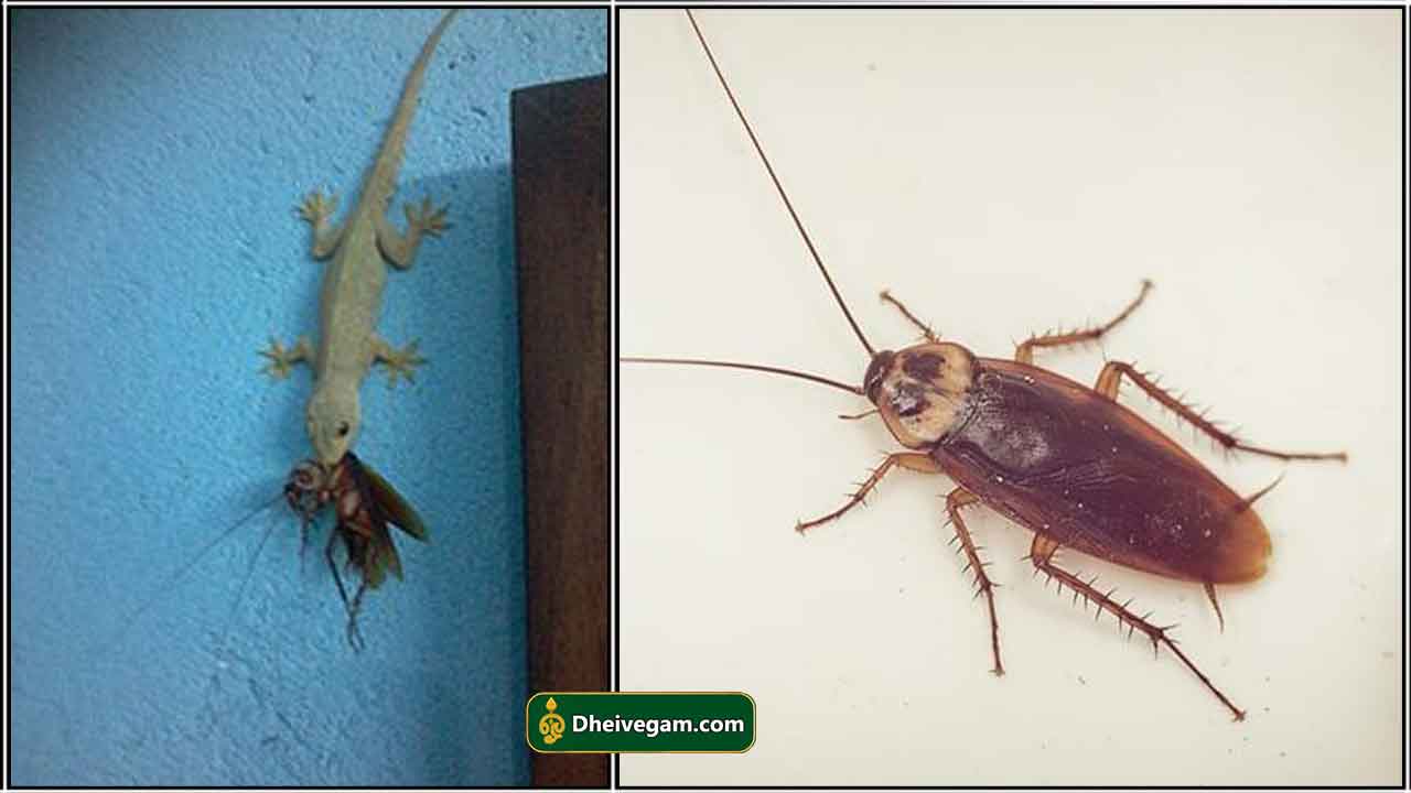 சமையலறையில் இரவு விளக்கை அணைத்த பின்பு, ஒரு பல்லி, ஒரு கரப்பான் பூச்சி ...