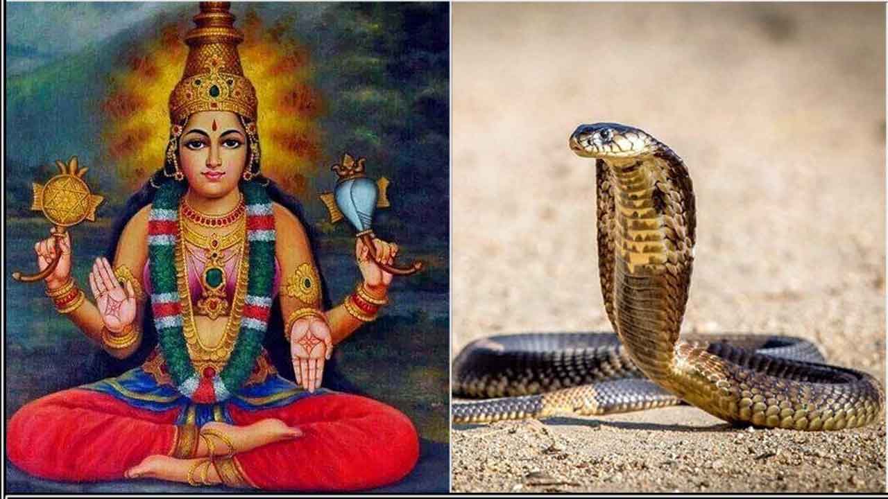 பாம்புகளை நீங்கள் அடிக்கடி பார்க்கிறீர்களா? அப்படின்னா இதை நீங்க செய்ய தவறி இருக்கலாம். உடனே அதை செய்து முடிச்சிடுங்க.