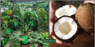 plants-garden-coconut