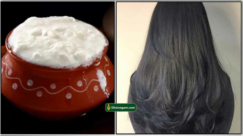 தலைமுடிக்கு தயிர் Curd hair mask benefits in tamil