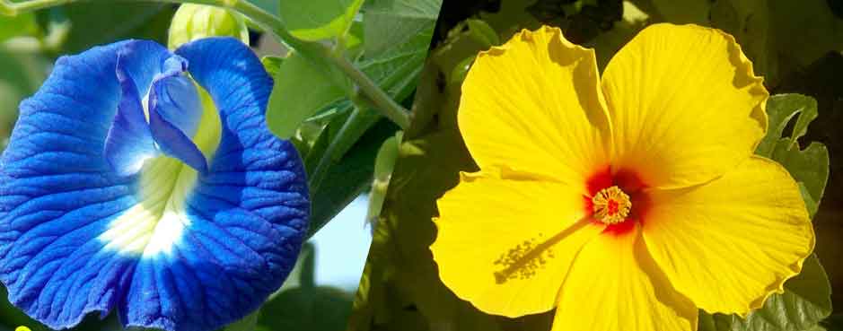 Flowers name in English and Tamil