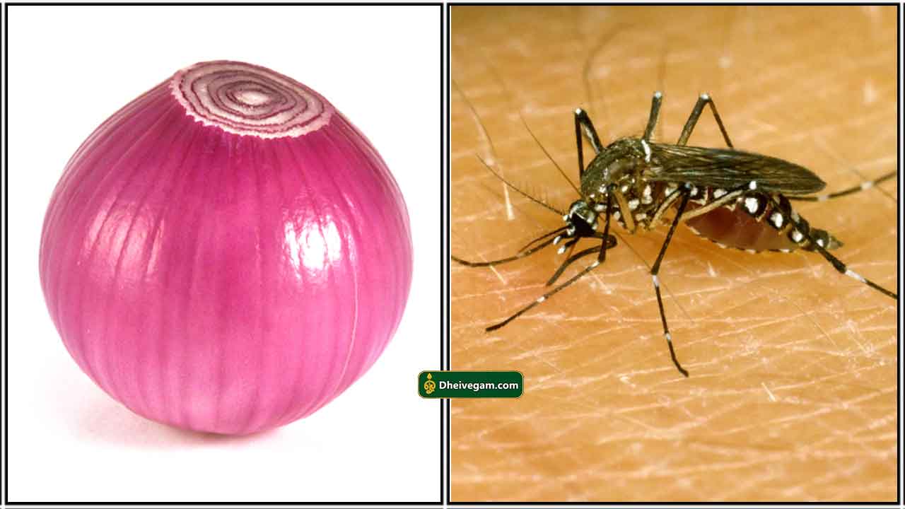 onion-kosu-mosquito