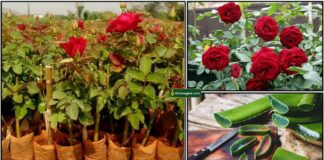 rose-plant-katrazhai