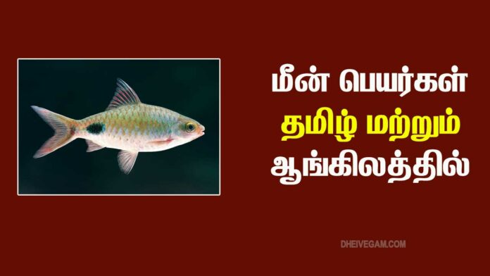 Fish names in Tamil and English