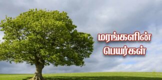 Tree names in Tamil