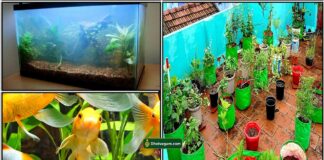 fish-tank-garden