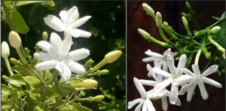 நித்திய மல்லி செடி சரம் சரமாக பூக்க வேண்டுமா? அப்ப வருஷத்துக்கு இரண்டு முறை இதை மட்டும் மறக்காமல் செஞ்சுருங்க போதும். எத்தனை முழம் பூத்துச்சுனு உங்களுக்குக்கே தெரியாது.