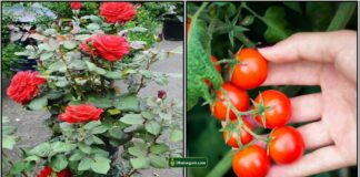 rose-tomato-plants