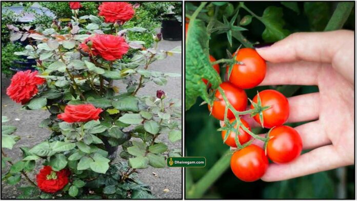 rose-tomato-plants