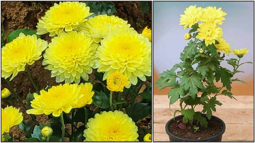 செவ்வந்தி செடி செண்டு செண்டாக பூக்க, நீங்கள் தேவையில்லை என நினைக்கும்