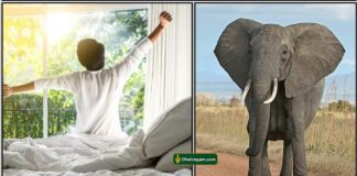 wake-up-elephant