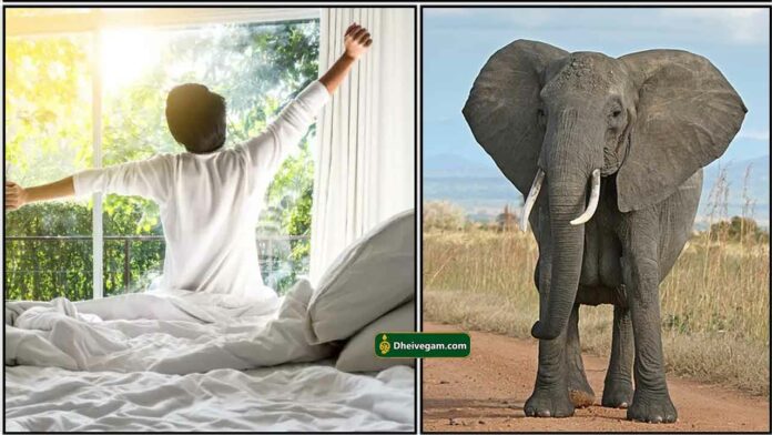 wake-up-elephant