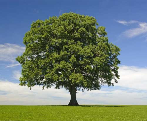  Trees Name In Tamil Tree Names In Tamil