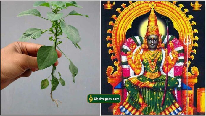 kuppaimeni
