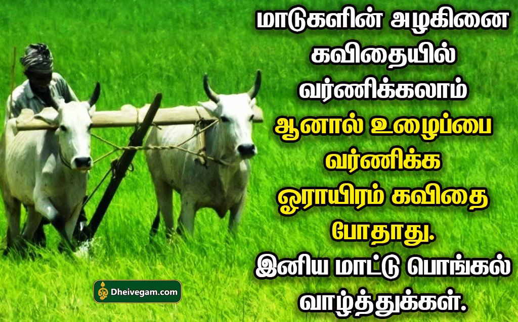 mattu pongal quotes in tamil