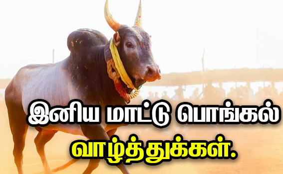 mattu pongal wishes images