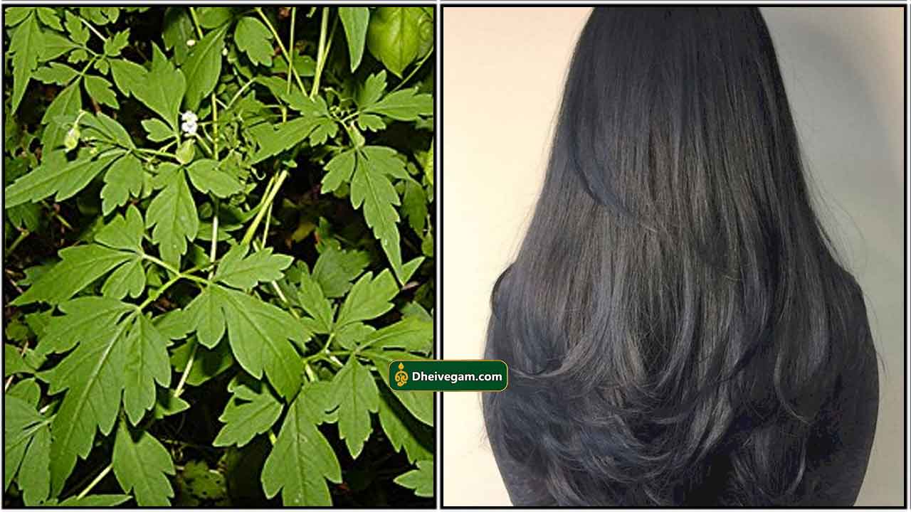 முடக்கத்தான் கீரை தலைமுடி | Mudakathan keerai hair benefits in tamil