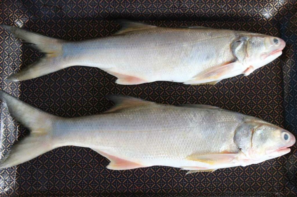 Salmon fish in Tamil