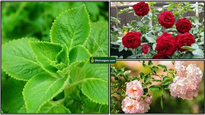 karpooravalli-rose-plant