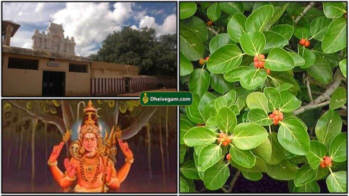 parakkalakottai-temple2