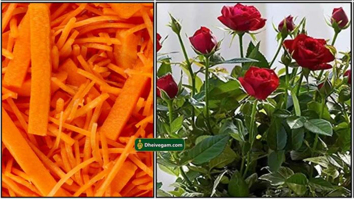 rose-plant-carrot