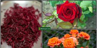 beetroot-rose-plants