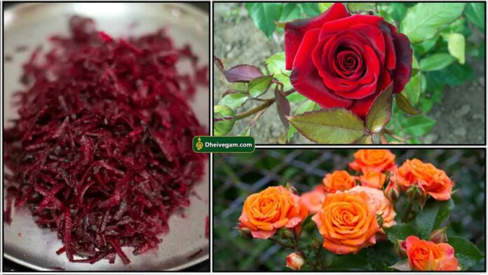 beetroot-rose-plants