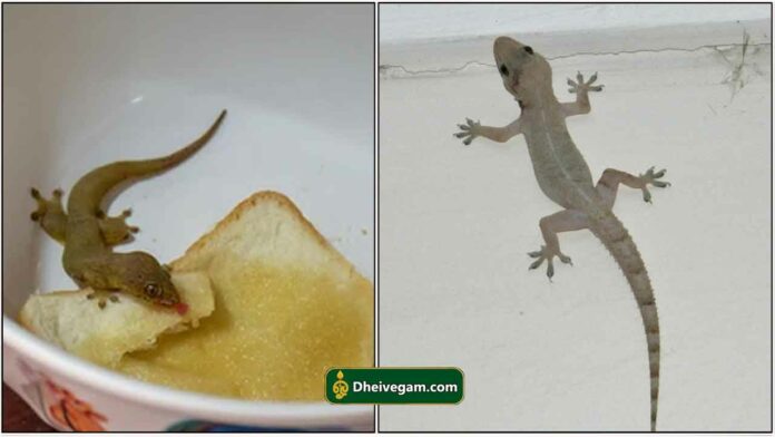 lizard