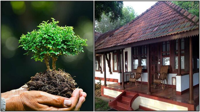 house tree