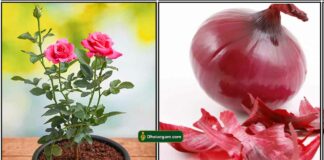 rose-plant-onion-peel