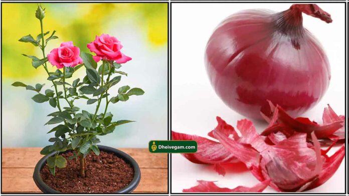 rose-plant-onion-peel
