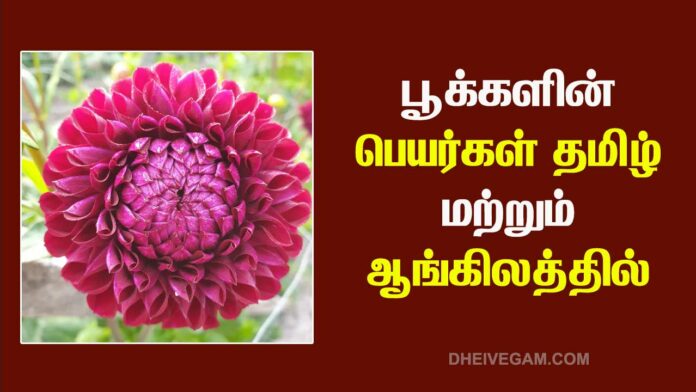 Flowers name in English and Tamil