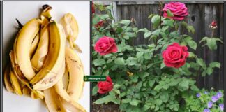 banana-peel-rose-plant