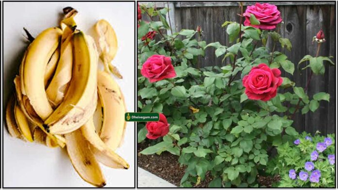 banana-peel-rose-plant