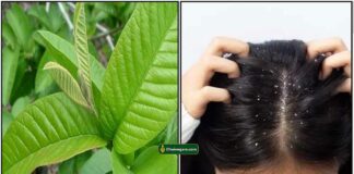 podugu-dandruff-leaf-ilai