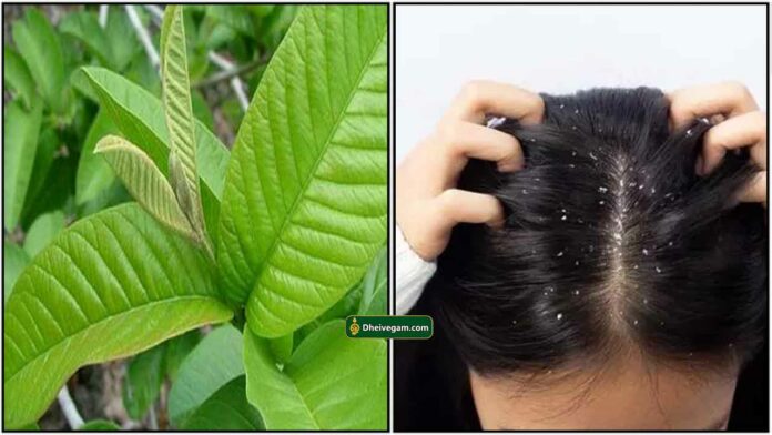 podugu-dandruff-leaf-ilai