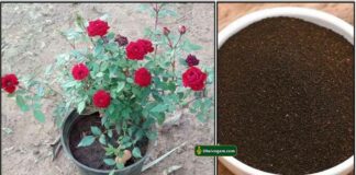 rose-plant-tea-powder