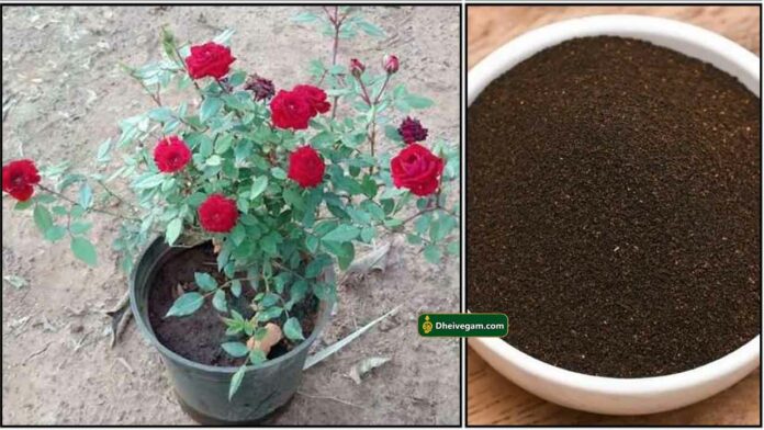 rose-plant-tea-powder