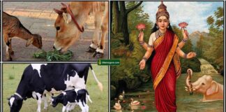 cow-dhanam-lakshmi