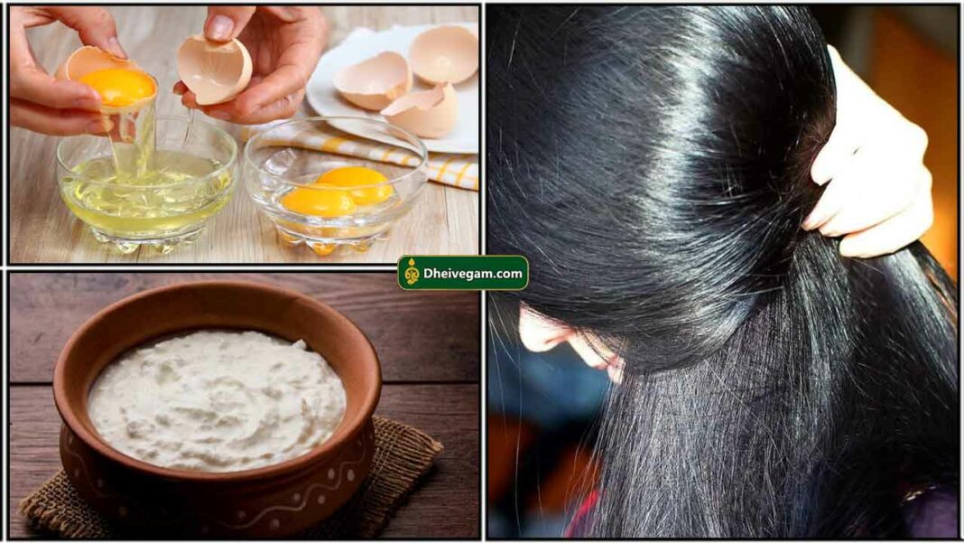 முட்டை தயிர் ஹேர் பேக் Egg and curd hair mask for hair fall in Tamil