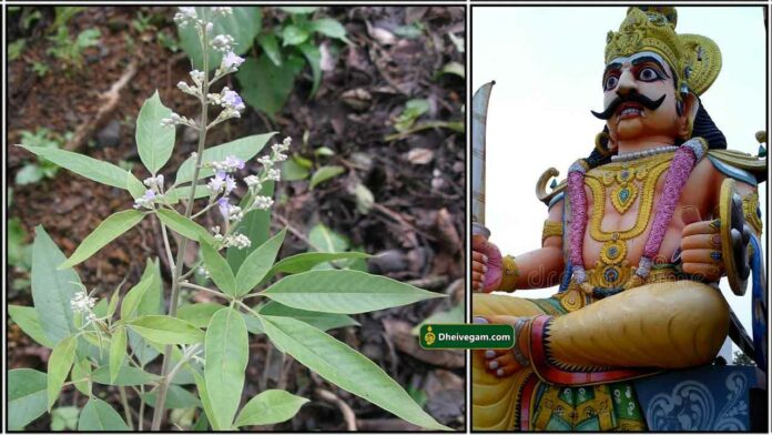 nochi-leaf-ayyanar-kula-deivam