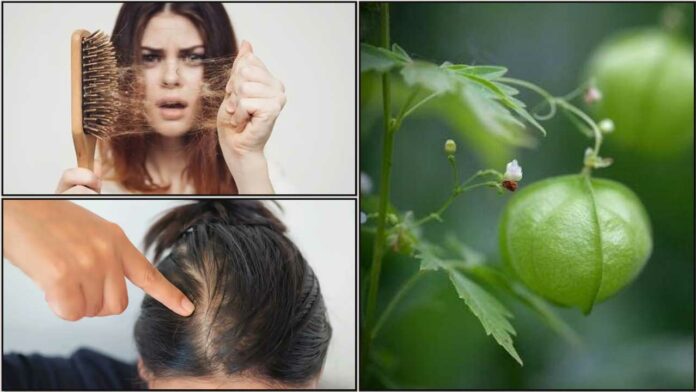 hair fall mudakkaththan keerai
