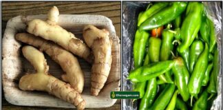 inji-ginger-chilli