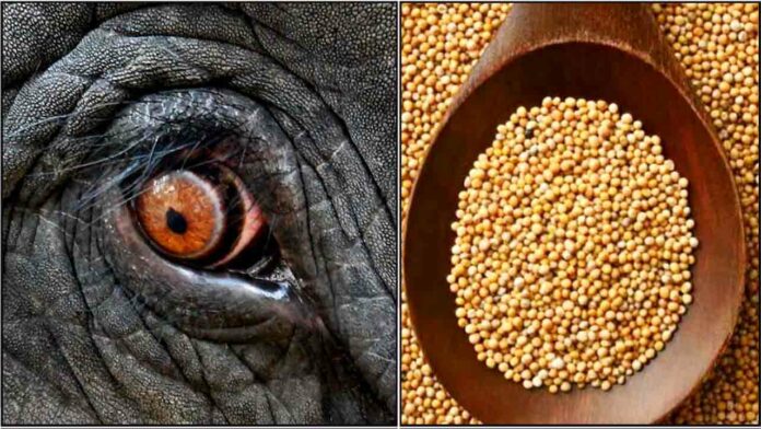 elephant eye venkadugu