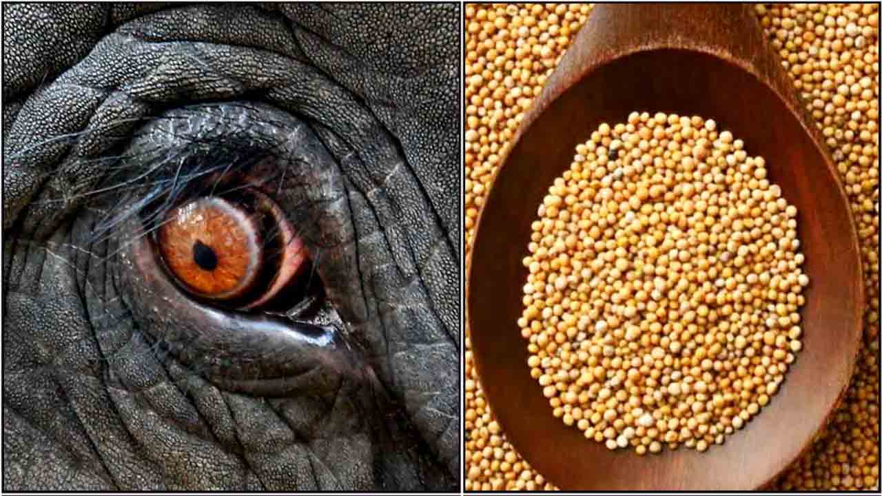 elephant eye venkadugu
