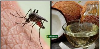 mosquito-coconut-oil