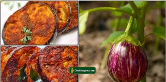 brinjal-fry2